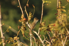 Myiarchus cinerascens