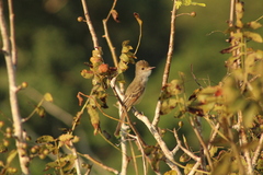 Myiarchus cinerascens
