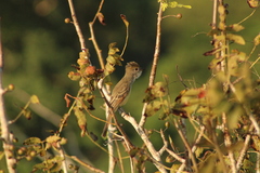 Myiarchus cinerascens