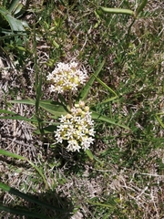Asclepias mellodora