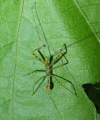 Endochus cingalensis