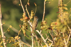 Myiarchus cinerascens