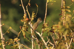 Myiarchus cinerascens