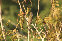 Myiarchus cinerascens
