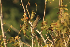 Myiarchus cinerascens