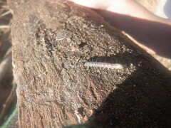 Scolecocampa liburna