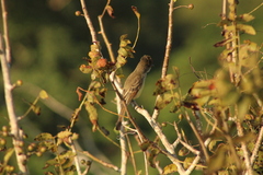 Myiarchus cinerascens