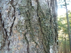 Bacidia schweinitzii