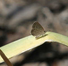 Zizeeria knysna knysna