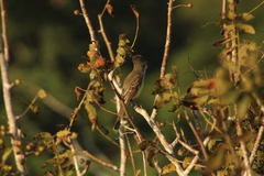 Myiarchus cinerascens