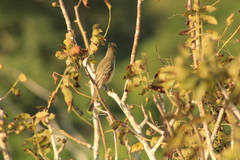 Myiarchus cinerascens
