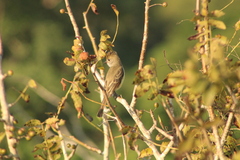 Myiarchus cinerascens