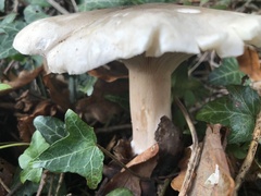 Clitocybe