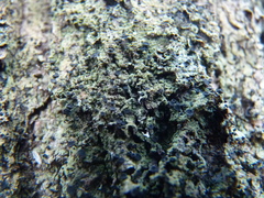 Bacidia schweinitzii