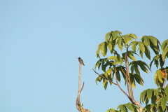 Cynanthus doubledayi