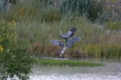 Ardea cinerea