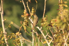 Myiarchus cinerascens