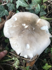 Clitocybe