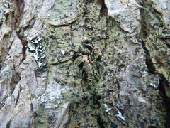 Bacidia schweinitzii