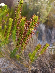 Microdon dubius