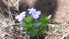 Ruellia cordata