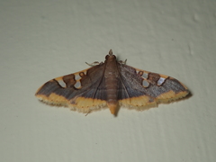 Prophantis adusta