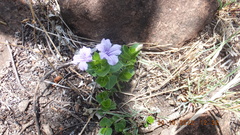 Ruellia cordata