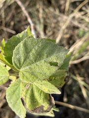 Hibiscus lasiocarpos