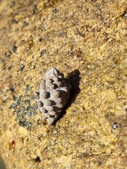 Tenguella marginalba