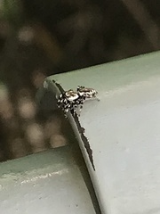 Metaphidippus chera