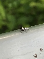 Metaphidippus chera