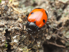 Endomychus biguttatus