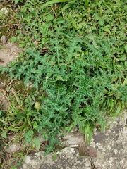 Cirsium japonicum australe
