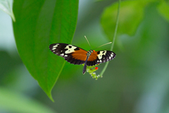 Heliconius hecale