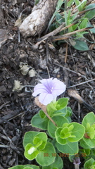Ruellia cordata
