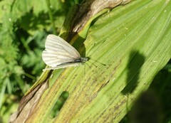 Pieris bryoniae