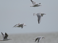 Chroicocephalus genei