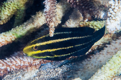 Chlorurus strongylocephalus