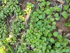 Plectranthus verticillatus