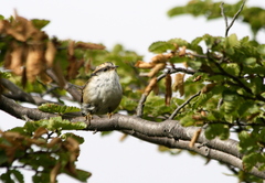 Aphrastura spinicauda