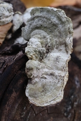 Trametes gibbosa