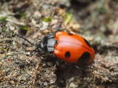 Endomychus biguttatus