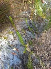 Microdon dubius