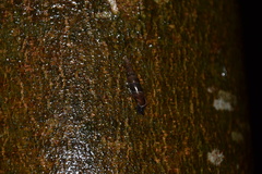 Cochlodina laminata