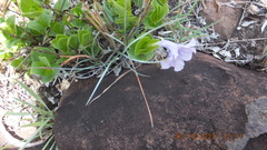 Ruellia cordata