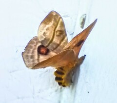 Hylesia subaurea
