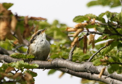 Aphrastura spinicauda