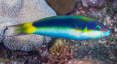 Thalassoma genivittatum