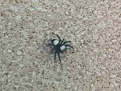 Thorelliola ensifera