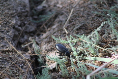 Eleodes armata